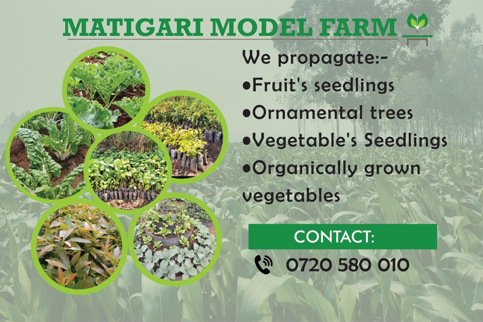 Matigari Banner